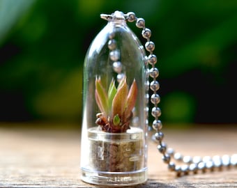 Scarlet Dragon Live Terrarium Necklace / Nature Jewelry / Nature Necklace / Succulent Plant
