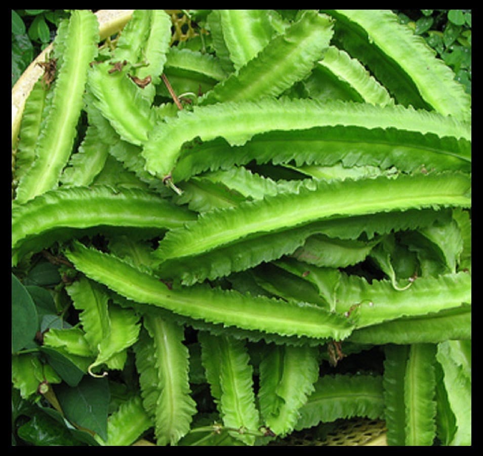 Winged bean Four Angled bean Manila beanĐậu rồng seeds ..20