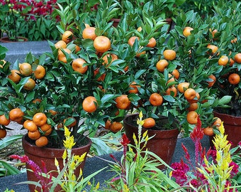 Orange Tree Seeds - DWARF MANDARIN - MEDICINAL Citrus - Sweet Fruit - 10 Seeds