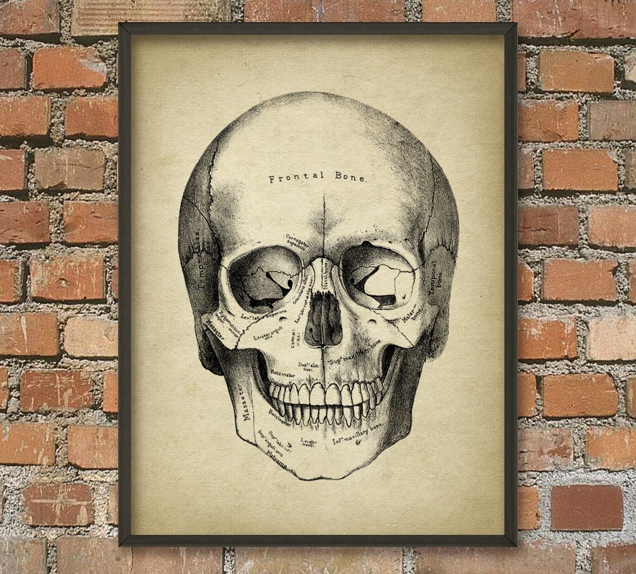 Skull Antique Anatomy Wall Art Poster Antique Home Decor