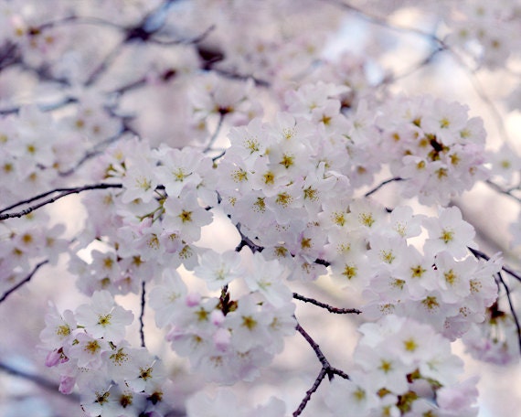 Japanese Cherry Blossom sakura tree branch photograph Cherry