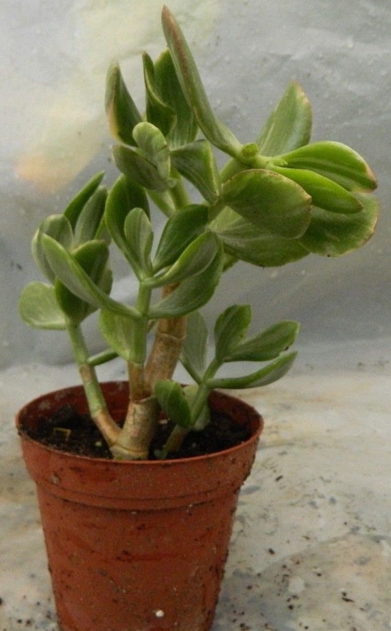 White Variegated Jade Succulent Plant in 4 inch pot