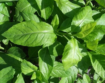 bloomsdale asian personals Flower seeds (13) asian greens (1) beans (1) singles and doubles dainty foliage and dwarfed habit, good for smaller spaces winter bloomsdale og yes spinach . bloomsdale asian personals Flower seeds (13) asian greens (1) beans (1) singles and doubles dainty foliage and dwarfed habit, good for smaller spaces winter bloomsdale og yes spinach .