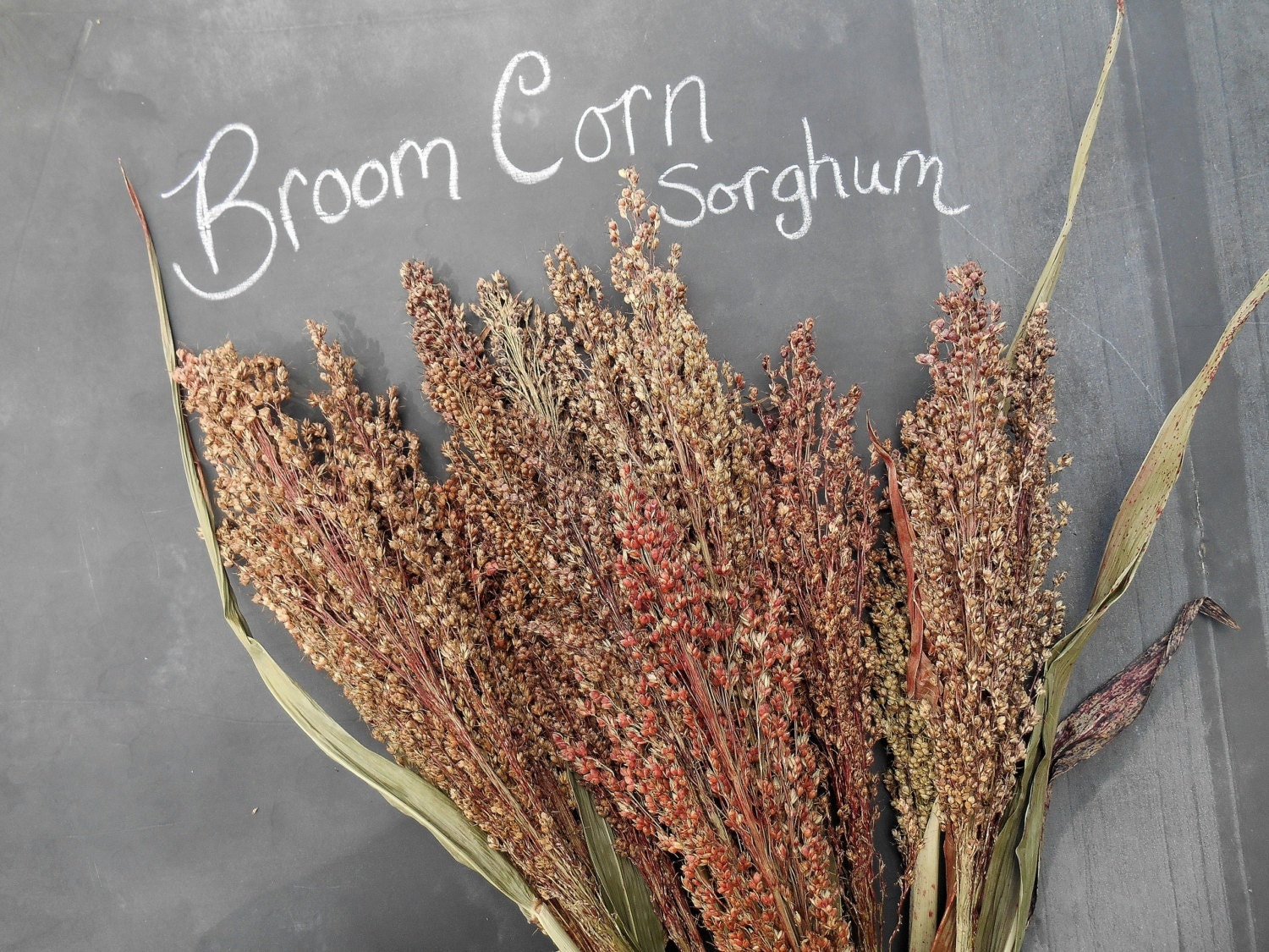 Large Bunch of Organic Broom Corn Grain Corn Stalks