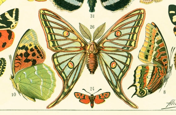 1897 European Butterflies Old world Antique by sofrenchvintage
