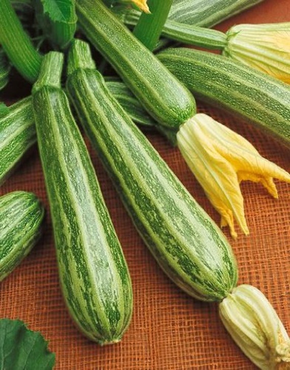 Zucchini Seeds Zucchini Italian Striped 100 Summer Squash
