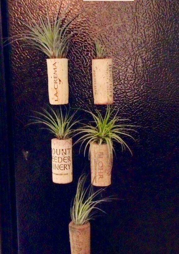 Air Plant 15 wine corks
