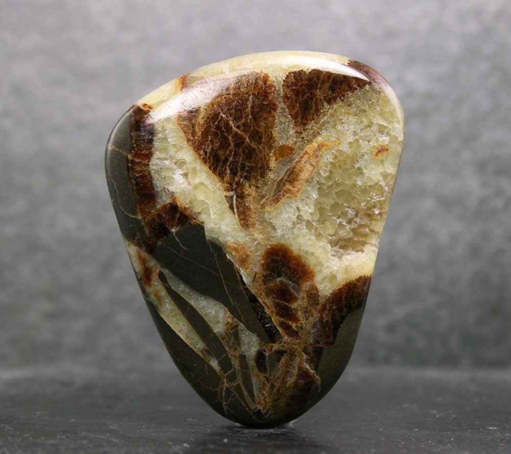 Septarian Nodule Cabochon Rare Septaria Fossil Loose Stone