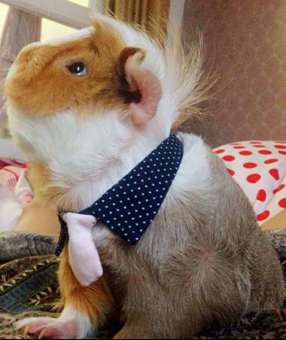 Guinea Pig Collar and Tie Bunny Collar and Tie by Crafted4Pets