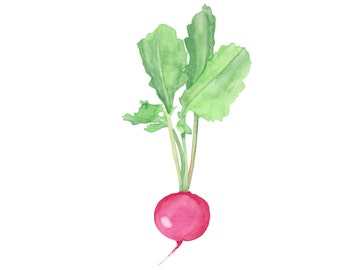 Radish - Watercolour Food Illustration Print