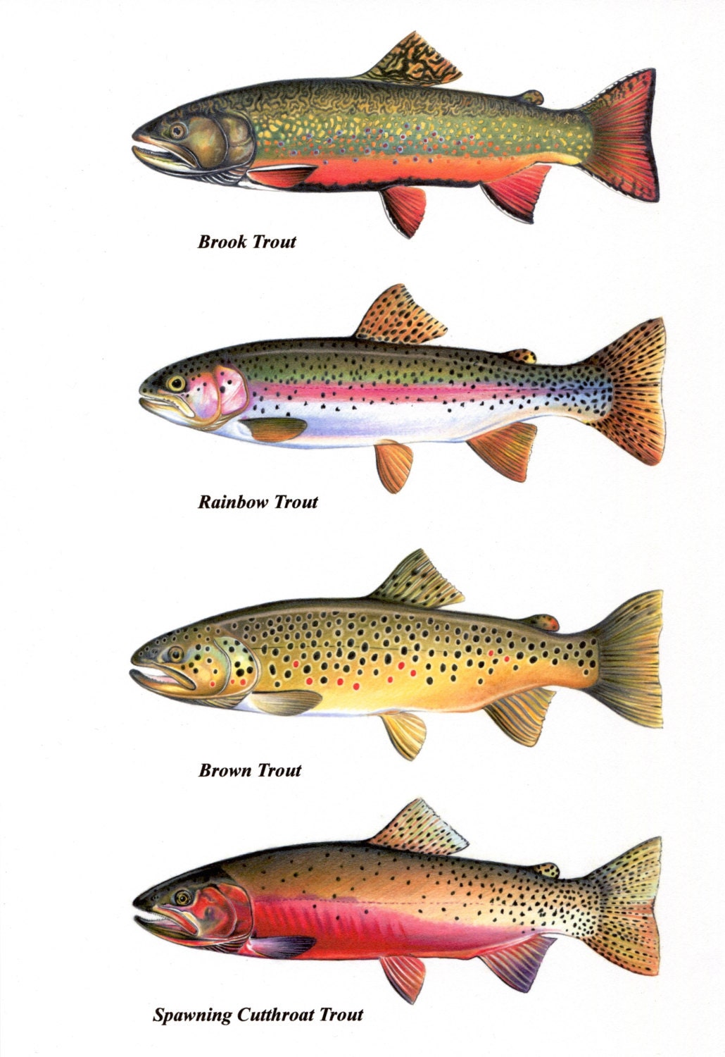 Trout Chart Prints Brook Trout Cutthroat Trout Rainbow