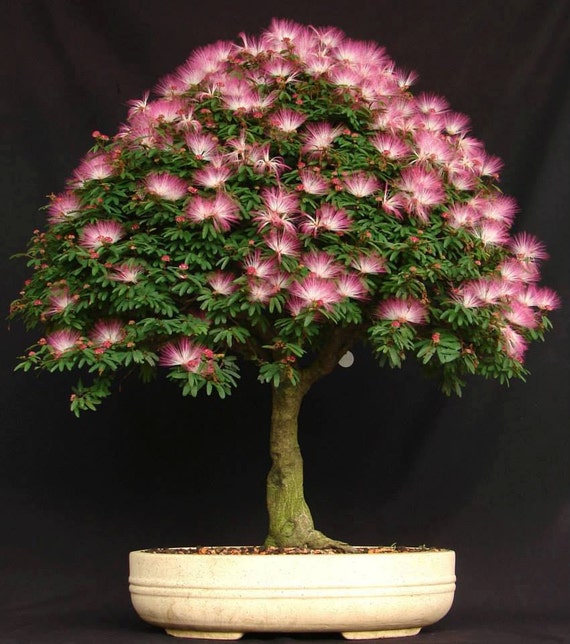 10 Mimosa Silk Tree Albizia Julibrissin Seeds by ColourWorld94