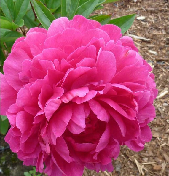 PEONY FLOWER Felix Crousse Bare Root Plant Fall Shipping