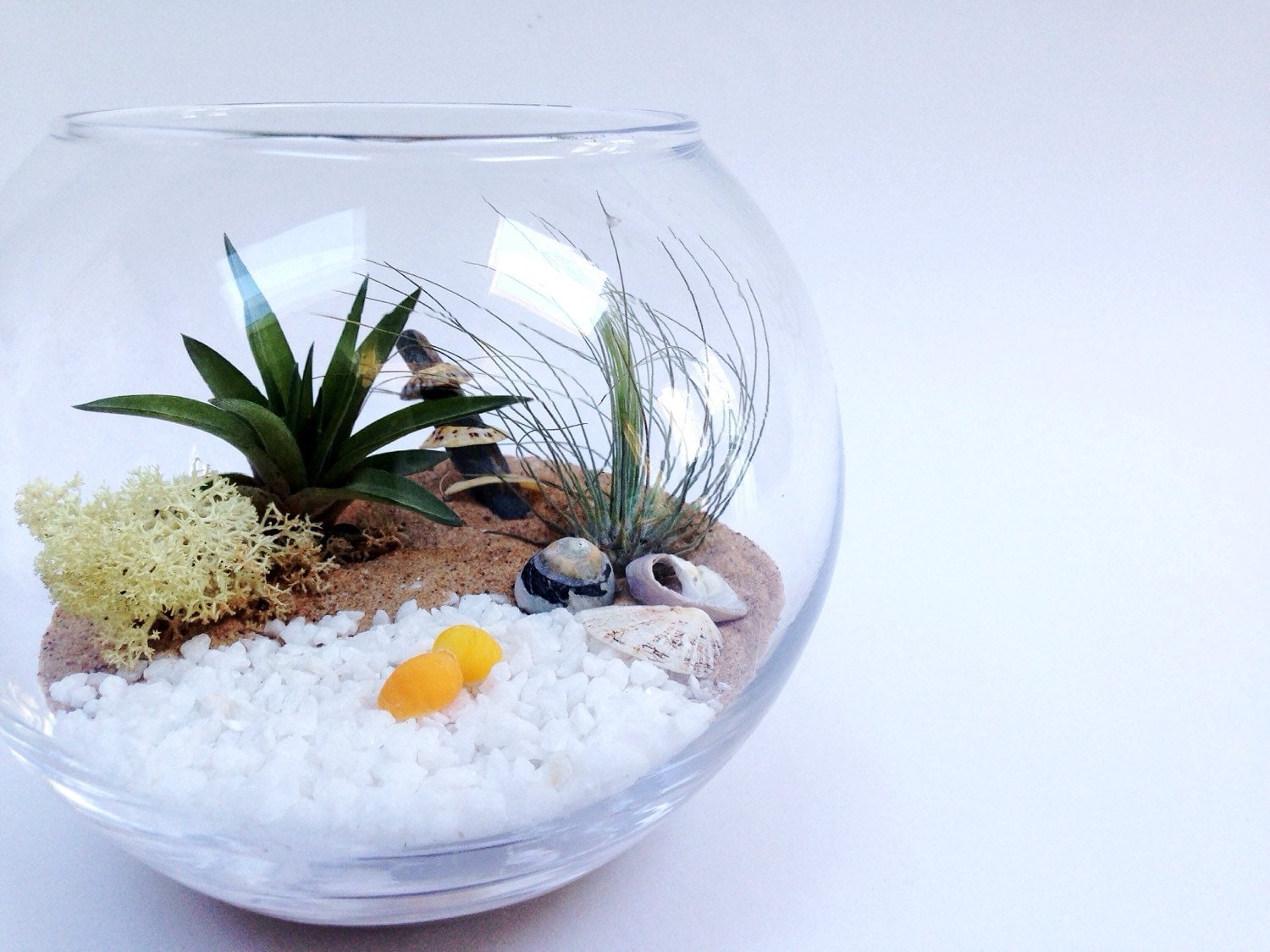 Medium Airplant Terrarium Fishbowl Kit with 2 Tillandsia