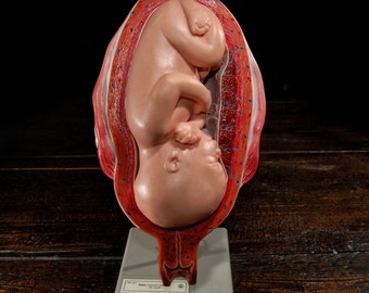 Medical Model Demonstrating Seven (7) Month Fetus Development