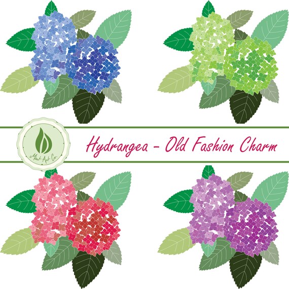 Flower Clipart Hydrangea Blue Pink Purple Green Bouquets