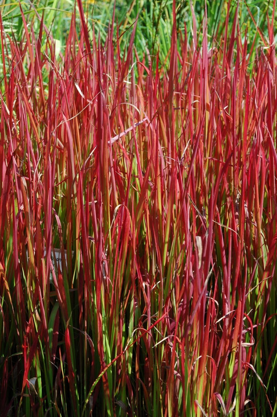 LIVE architectural plant Japanese Blood Grass Imperata