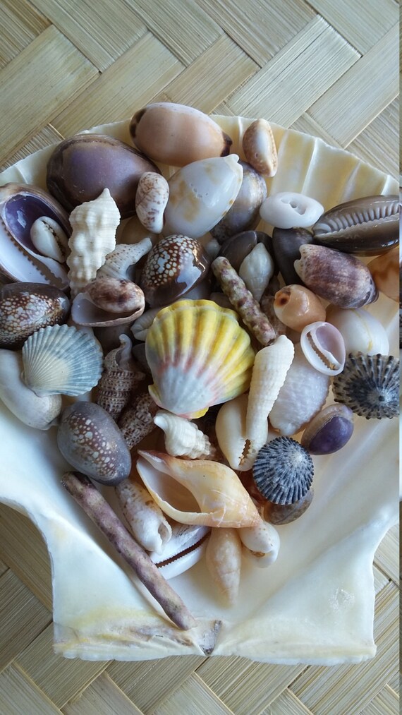 Loose Hawaiian Seashells lot 50SC Hawaiian Sunrise Shellhuge