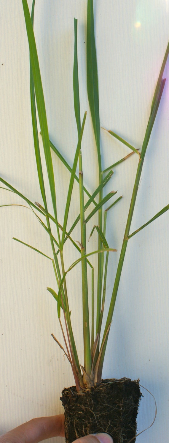 Cymbopogon citratus Lemon Grass Live Plant by StarterPlant