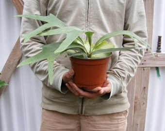Staghorn fern Plant