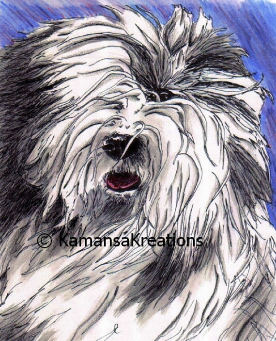 old english sheepdog coloring pages - photo #30