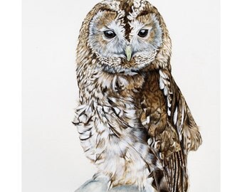 Tawny Owl - Limited Edition Giclee print from an Original painting by Gayle Mason