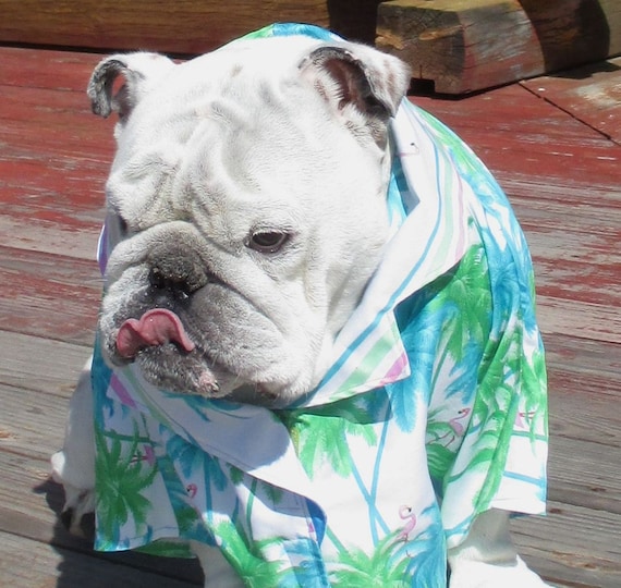 Order Tropical bright shirt English Bulldog Pet Clothes