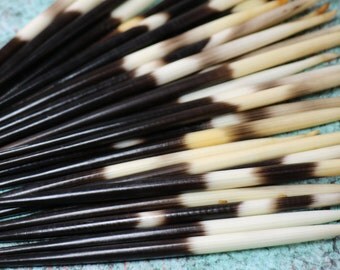 2 Porcupine Quills