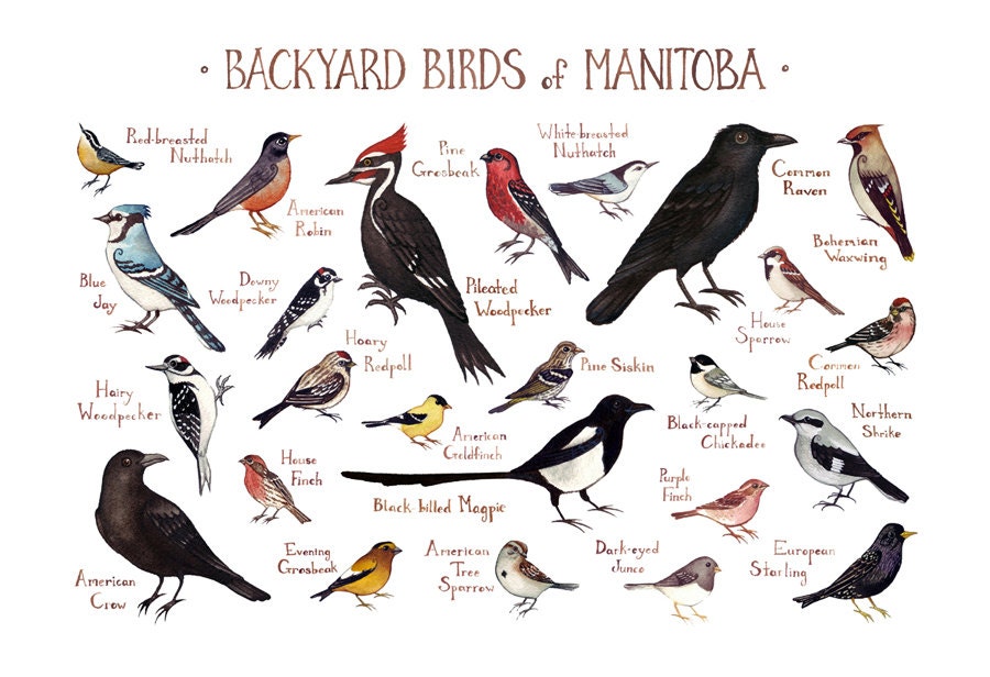 Manitoba Backyard Birds Field Guide Art Print / Watercolor