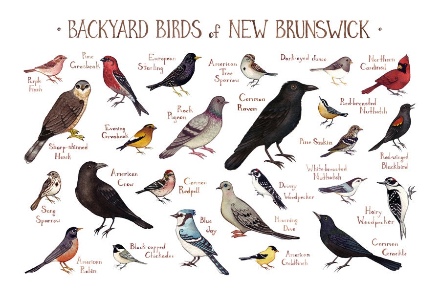 New Brunswick Backyard Birds Field Guide Art Print