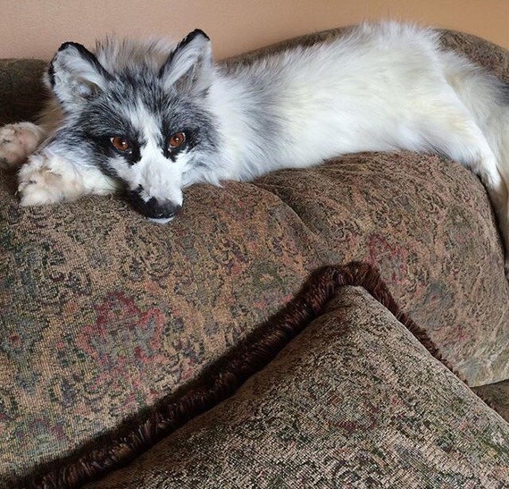 Premade OOAK Soft mount Taxidermy Silver Fox