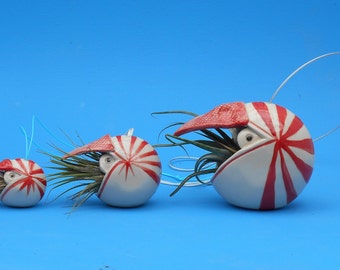 Small Nautilus, Hanging Air Planter, Whimsical Gift. Ornament
