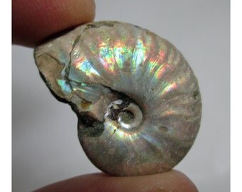 10.4 Gram Opalized Ammonite (Ammolite) Fossil - ww823