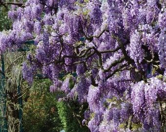 Amethyst Falls Wisteria Vine - Live Plant - Quart Pot