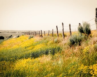 Landscape Photography, fence row, wildflowers, rustic fence posts, spring flowers, yellow, red, gray, Rustic Home Decor, Fine Art Print