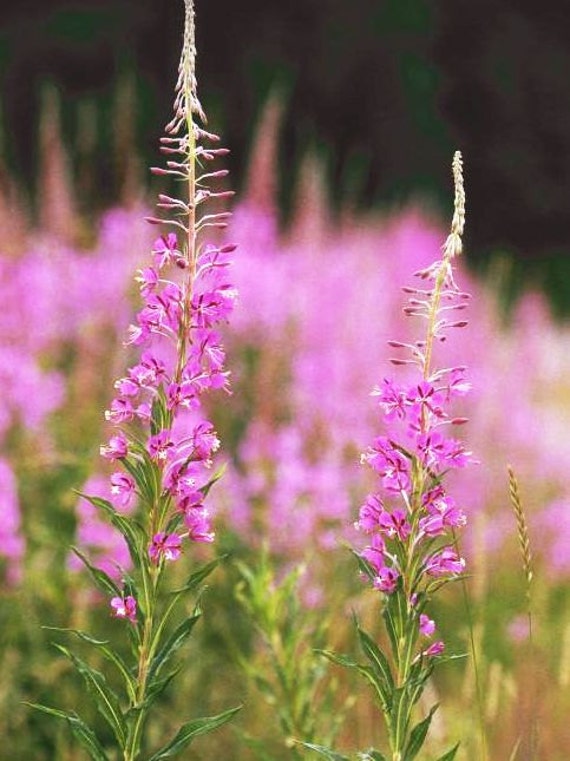 Small flowered willow herb tea herbal tea organic natural