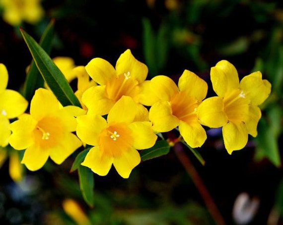 Carolina Jasmine Yellow Flowers Climber Plants Climbing Vine