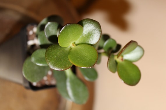 Baby Jade Plant Crassula argentea live plant 4 by AllOrganicbyMsA