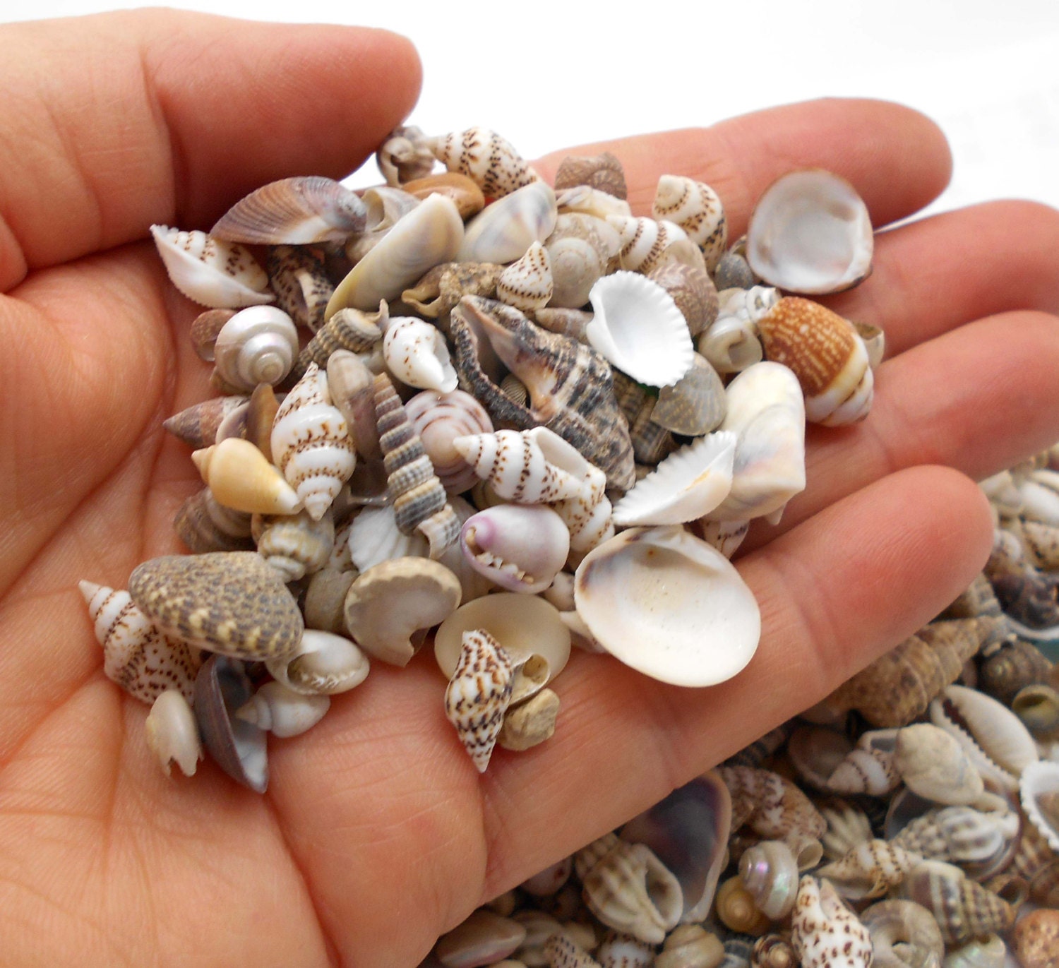 Tiny Sea Shell Mix for Crafts or Jewelry Making Sea Shells