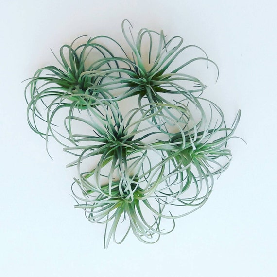 Faux Air Plant // Artificial Air Plant by PlantandColor on Etsy