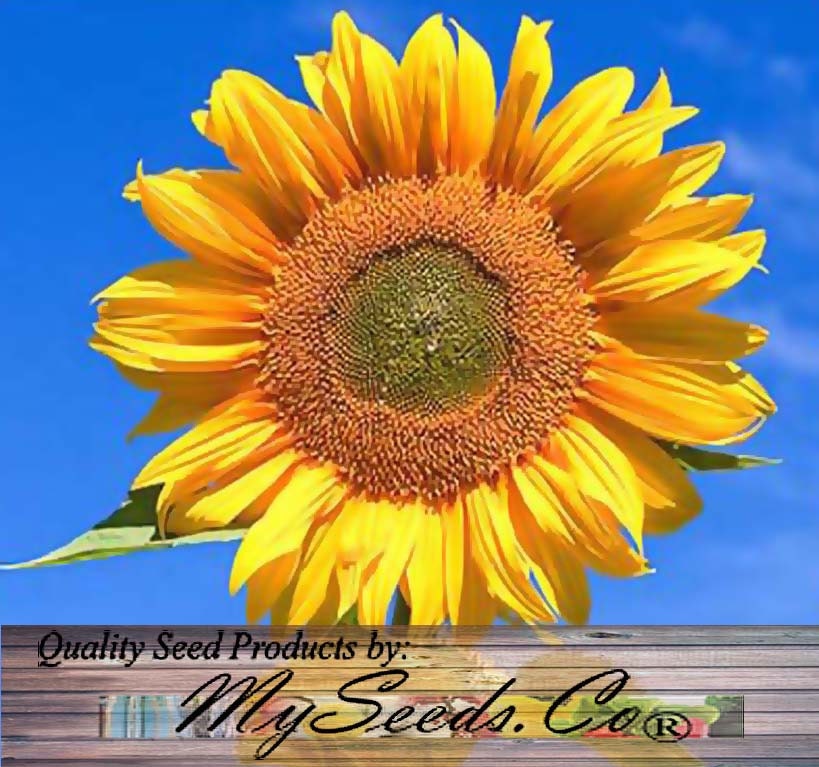 black sunflower seeds for deer peredovik sunflower seeds best for deer turkey dove black sunflower seeds for deer peredovik sunflower seeds best for deer turkey dove