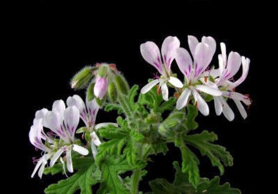 Geranium Bourbon Essential Oil Pelargonium Graveolens 100% Geranium Bourbon Essential Oil Pelargonium Graveolens 100%