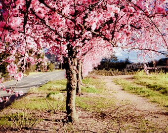 Cherry blossom wine | Etsy