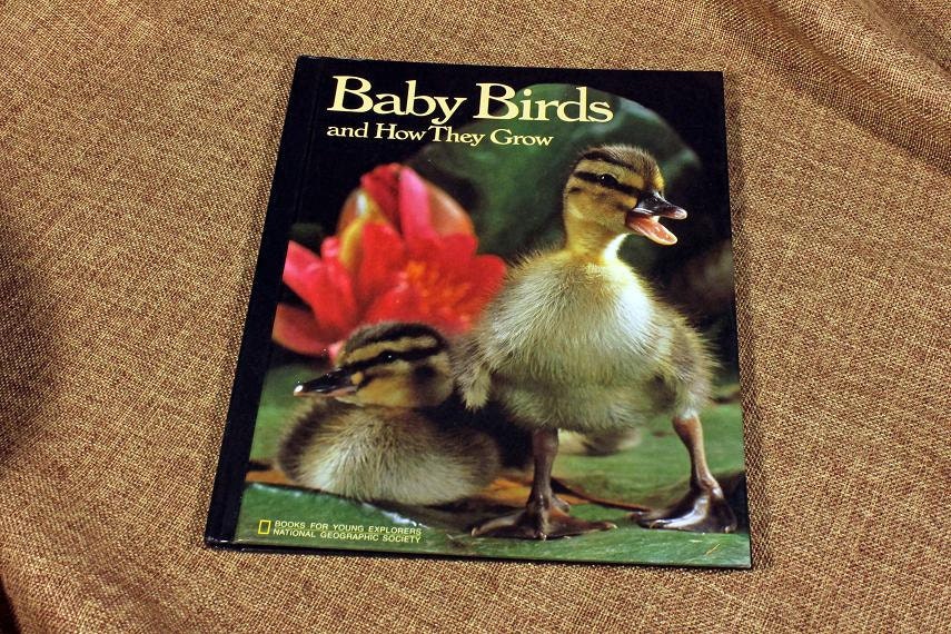 Children's Book, Baby Birds and How They Grow, Jane R