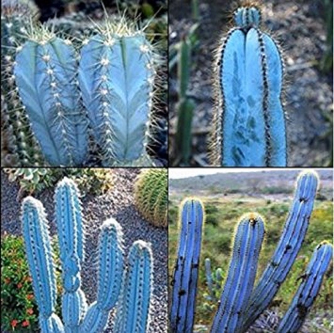 Pilosocereus Magnificus Amazing Blue Sky Cactus Rare 5
