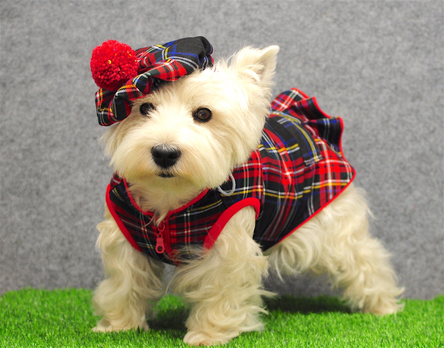 Tweed dog dress Tweed dog coat Scottish plaid westie walk