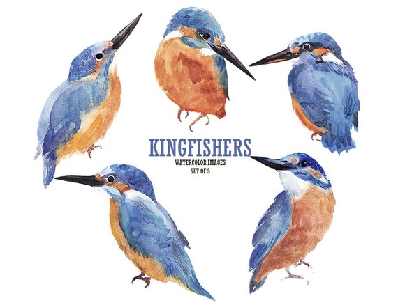 kingfisher clipart - photo #32