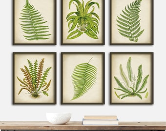 FERN BOTANICAL Print SET of 6 Art Fern Posters, Green Plants, Fern Print Set, Instant Collection Botanical Wall Decor, Ferns Decor, 8 x 10