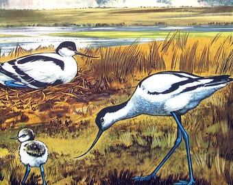 Avocet Bird - 1962 British Birds and Nests - Vintage Bird Print - Naturalist Print for Framing - 9" x 7.5"