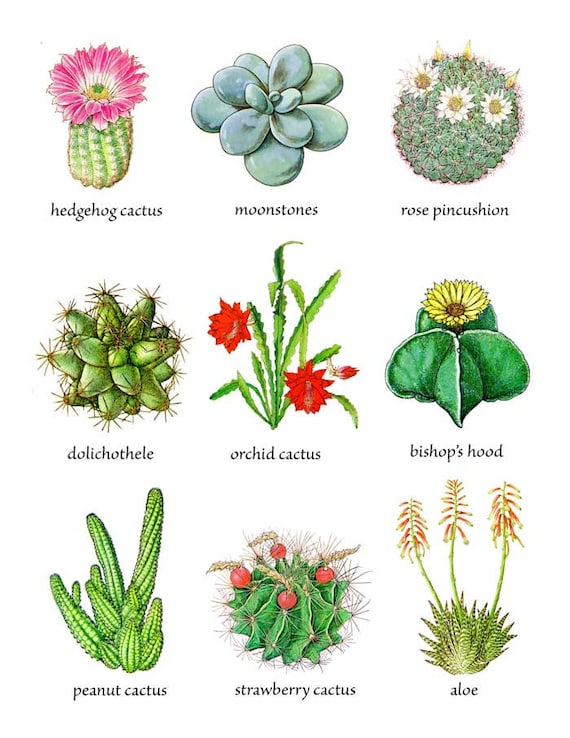 Cactus Plants and Flowers Chart Art by kelleystreetvintage on Etsy